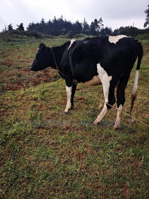 Bulling Heifer - thumbnail 2