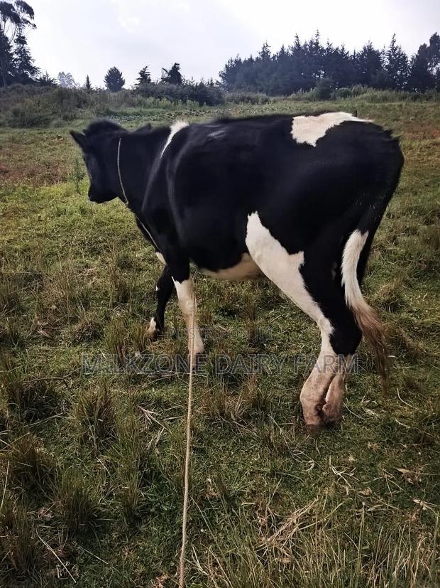 Bulling Heifer - thumbnail 3