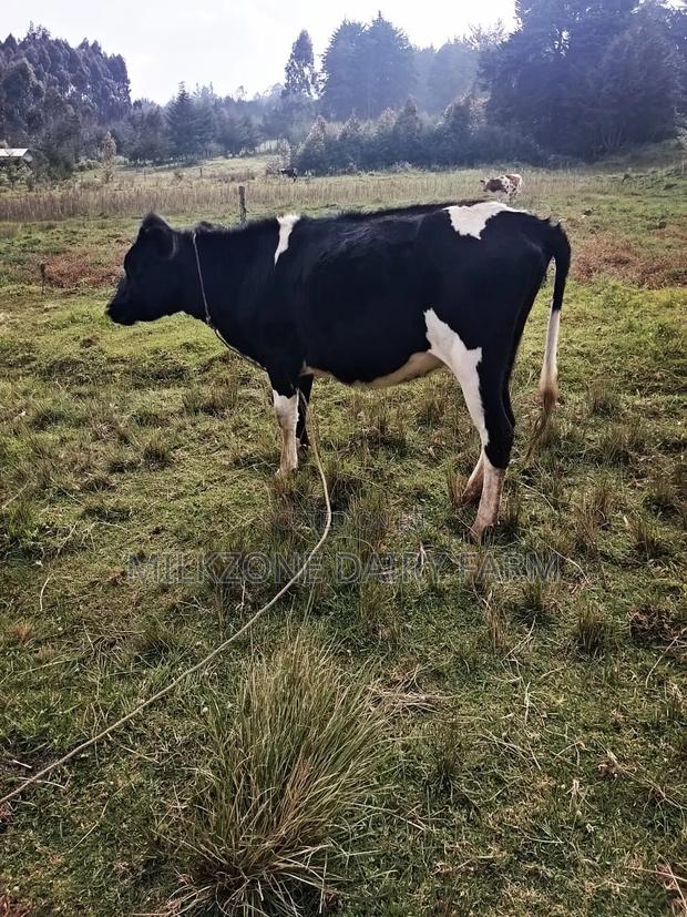 Bulling Heifer - thumbnail 5