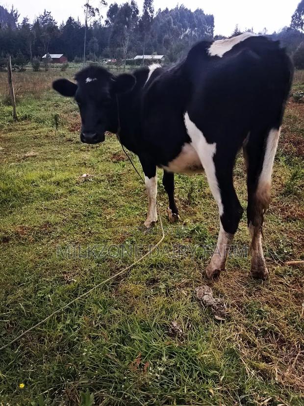 Bulling Heifer - thumbnail 6