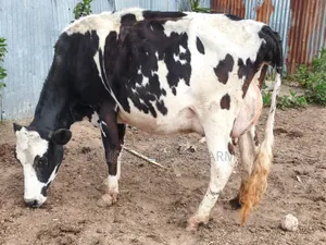 Frisian Second Timer