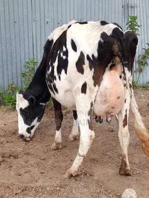 Frisian Second Timer