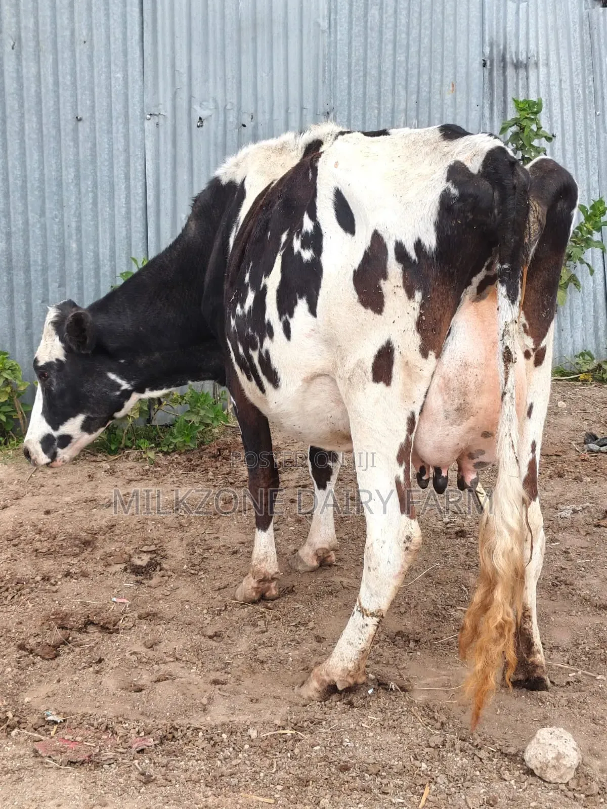 Frisian Second Timer