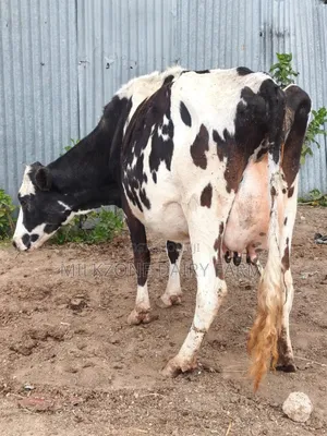 Frisian Second Timer