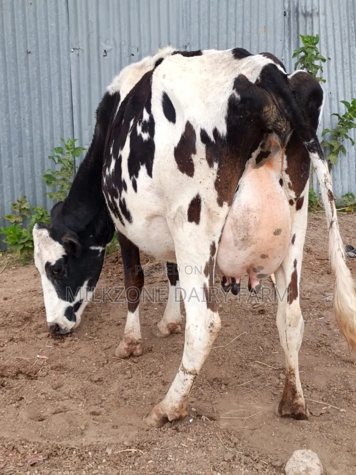 Frisian Second Timer