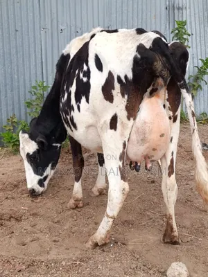 Frisian Second Timer