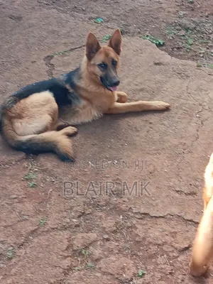 6-12 months Female Purebred German Shepherd