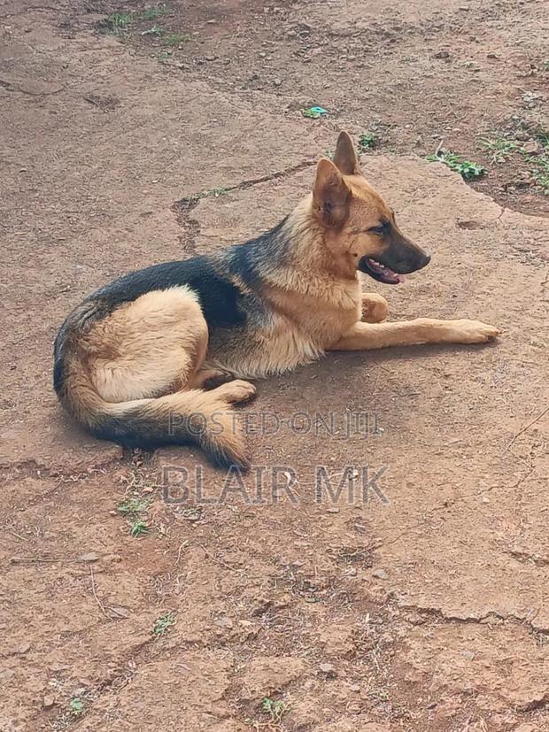 6-12 months Female Purebred German Shepherd - thumbnail 2