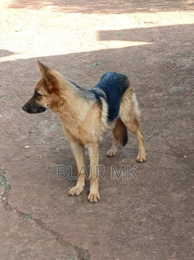 6-12 months Female Purebred German Shepherd - thumbnail 3