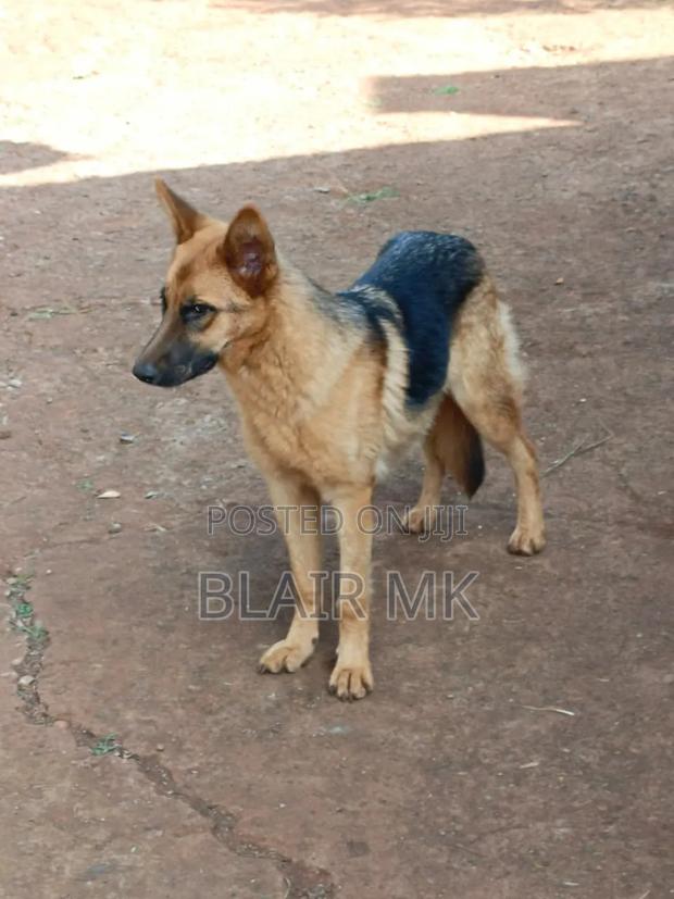 6-12 months Female Purebred German Shepherd - thumbnail 4