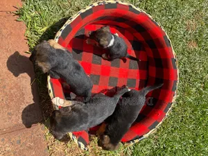0-1 month Male Mixed Breed Rottweiler