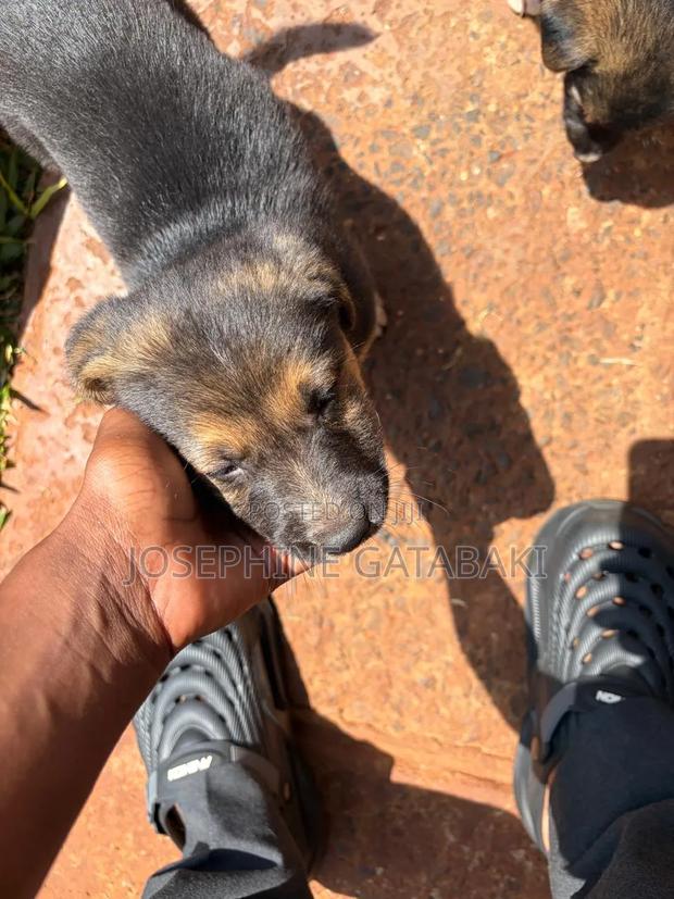 0-1 month Male Mixed Breed Rottweiler - thumbnail 5