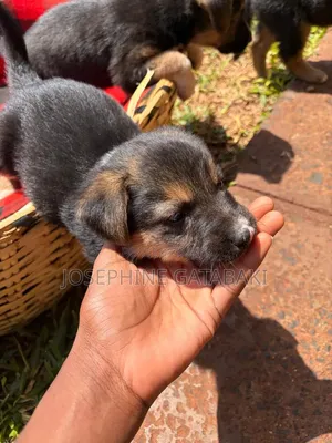 1-3 months Male Mixed Breed Rottweiler