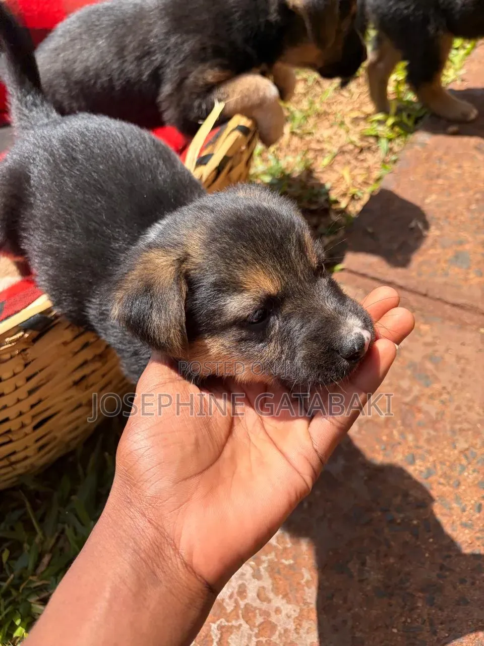 1-3 months Male Mixed Breed Rottweiler