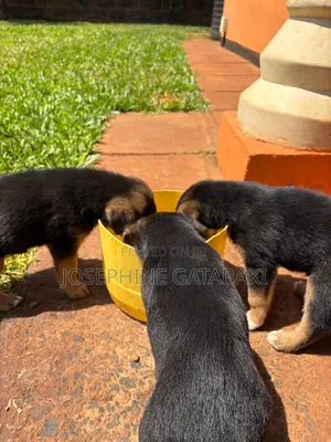 1-3 months Male Mixed Breed Rottweiler