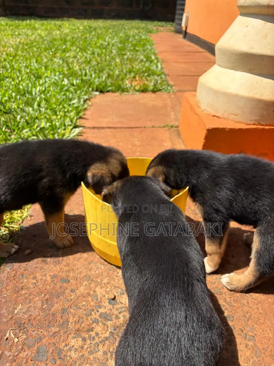 1-3 months Male Mixed Breed Rottweiler