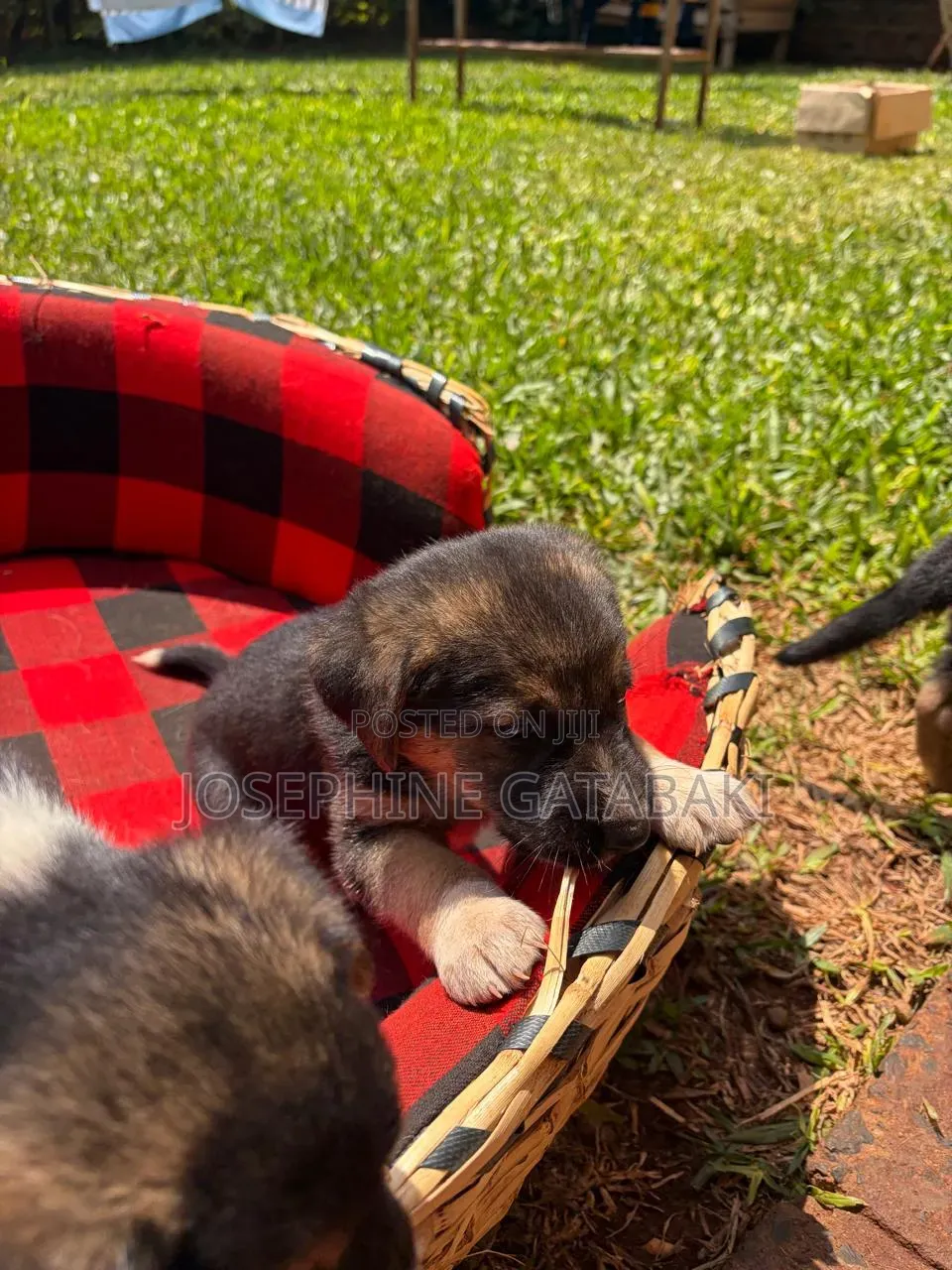 1-3 months Male Mixed Breed Rottweiler