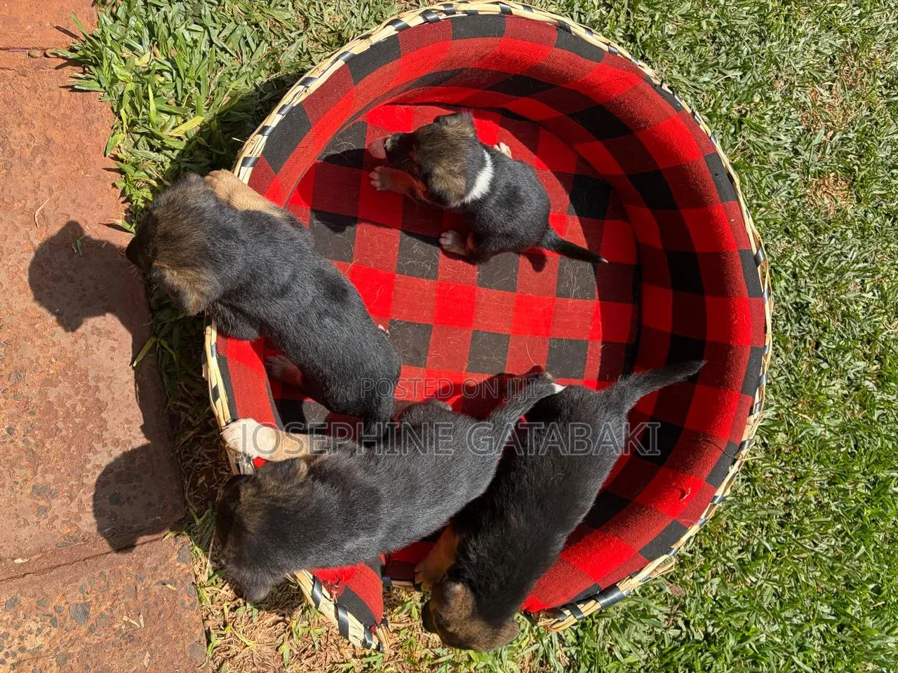 1-3 months Male Mixed Breed Rottweiler