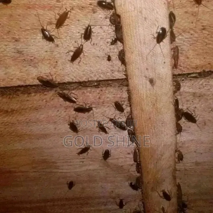 Full House Cockroach Fumigation Services