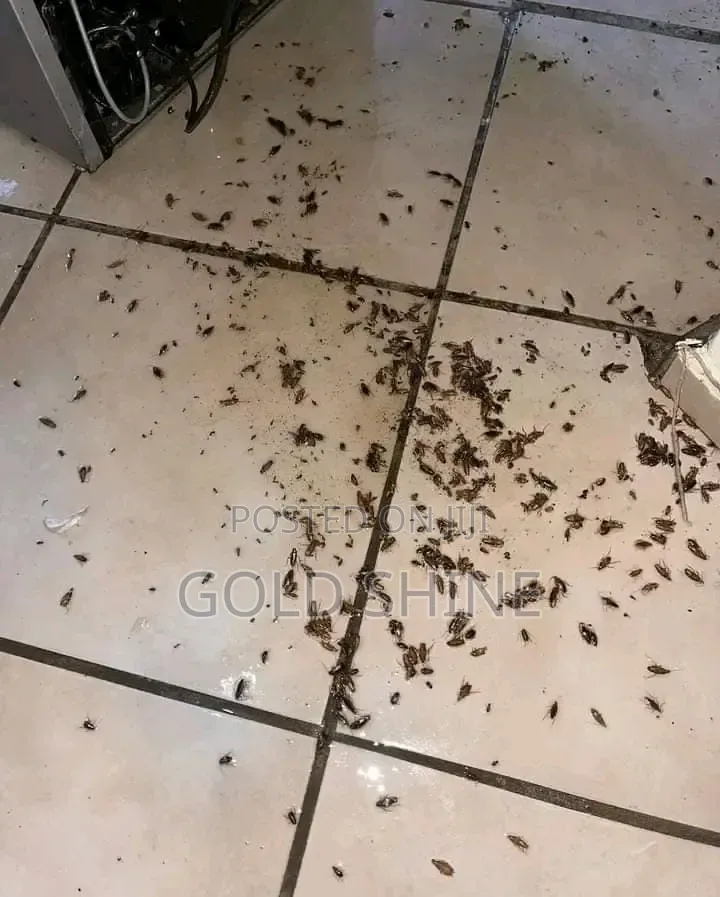 Full House Cockroach Fumigation Services