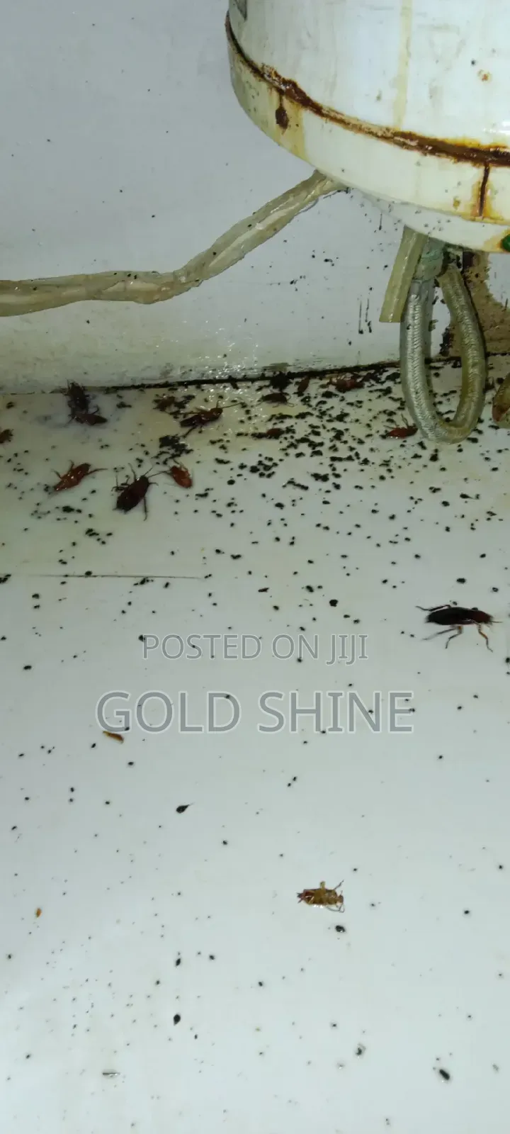 Full House Cockroach Fumigation Services