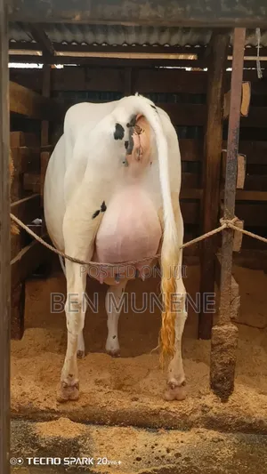 8.5 Months Incalf Extra Giant Heifer