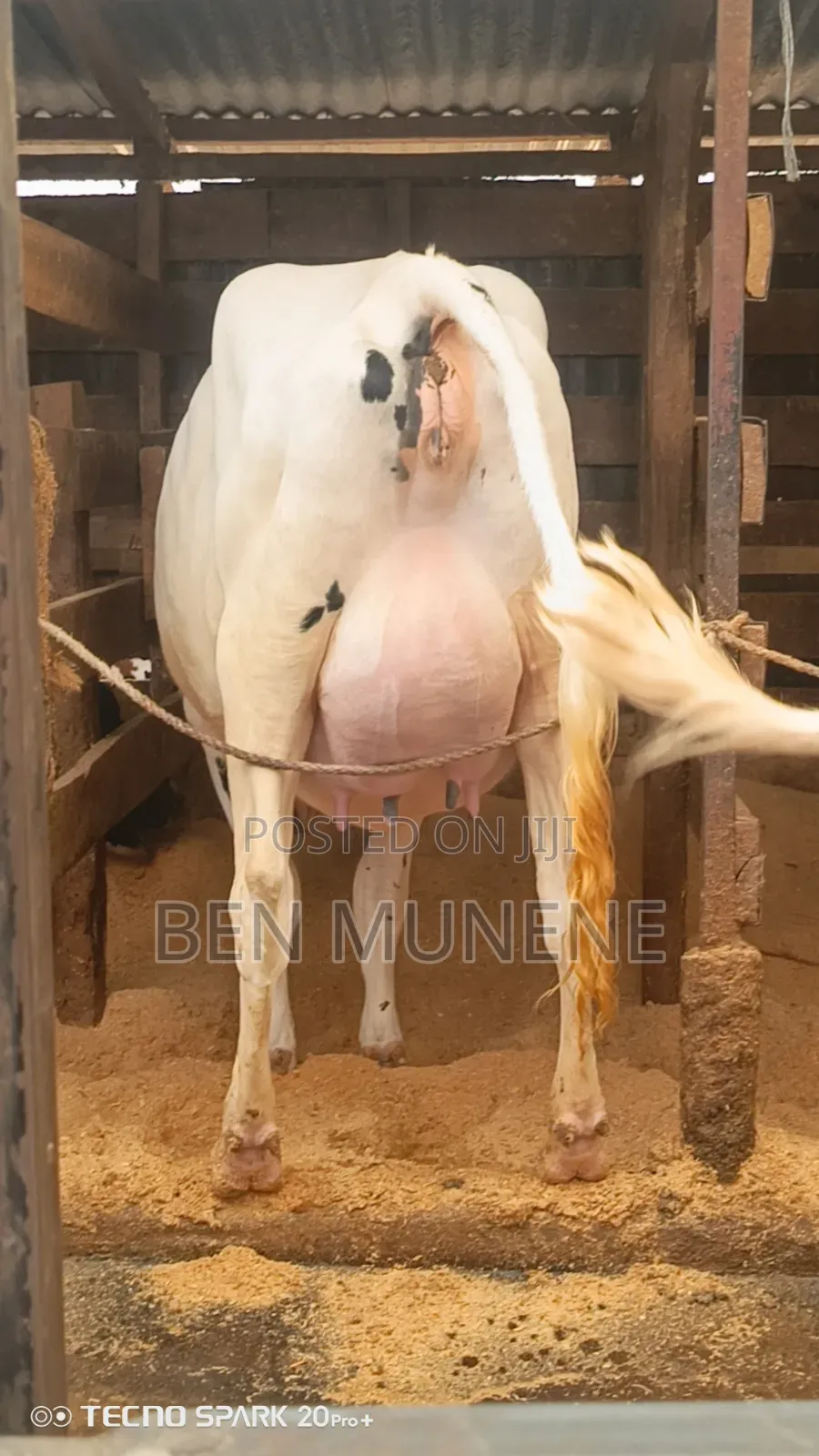 8.5 Months Incalf Extra Giant Heifer