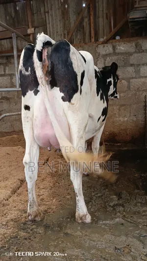 Super Milking Cows
