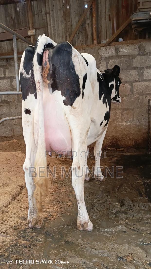 Super Milking Cows - thumbnail 2