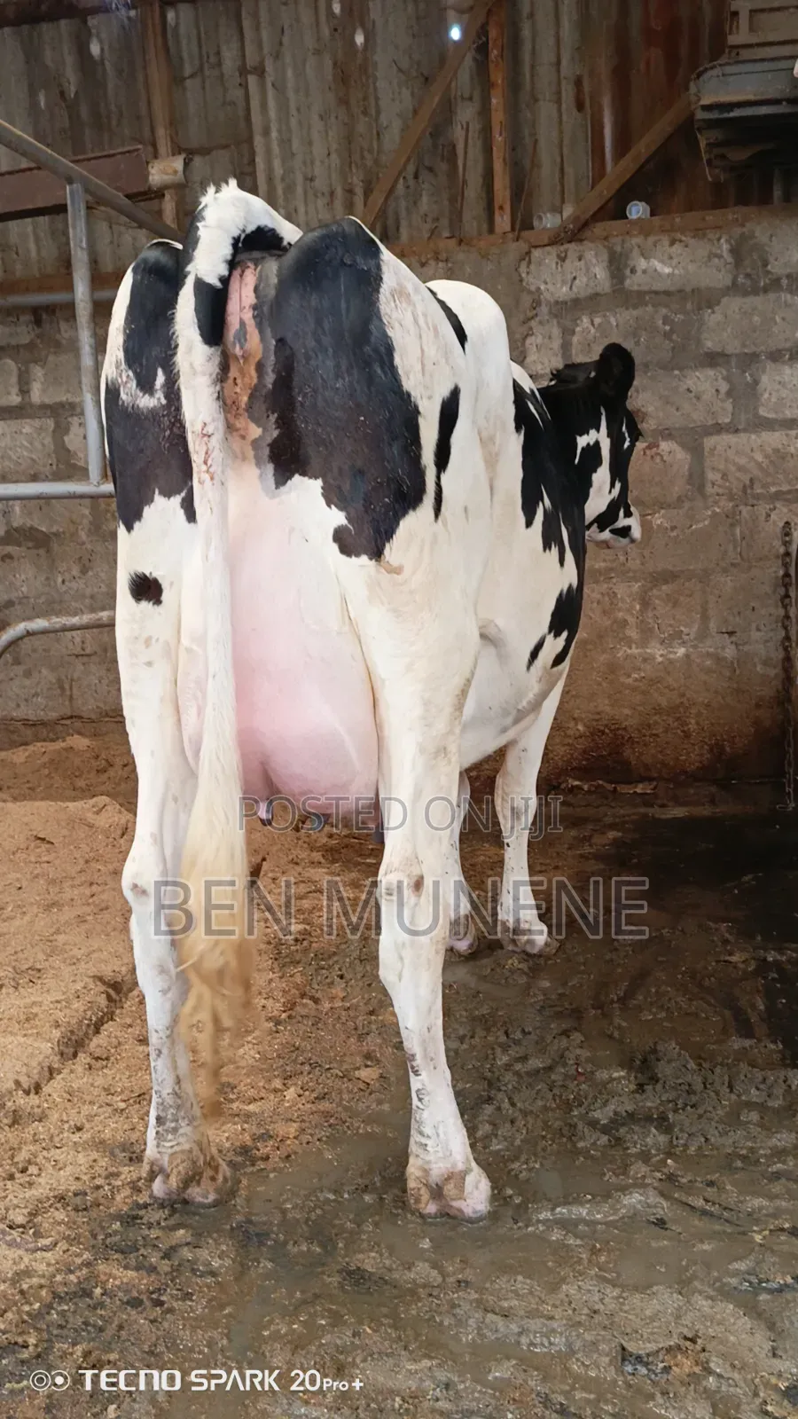 Super Milking Cows