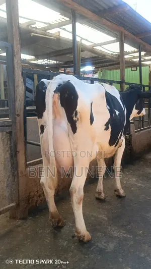A Cow Doing 45 Litres Per Day