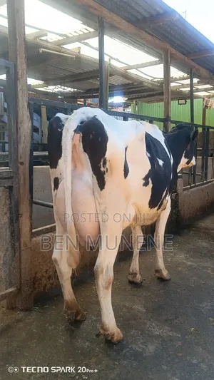 A Cow Doing 45 Litres Per Day