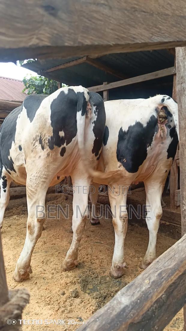 Super Perdigree Incalf Heifers
