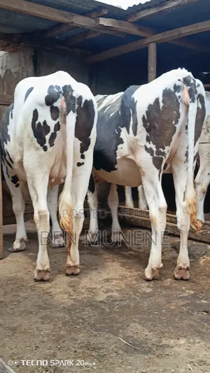 Heifers Looking for a New Home