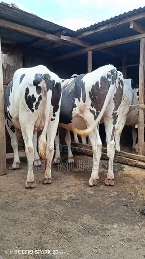 Heifers Looking for a New Home