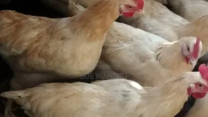 Jogoos for Sale