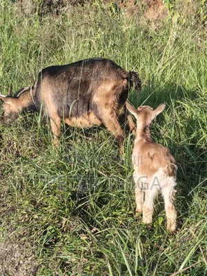 Dairy Goats