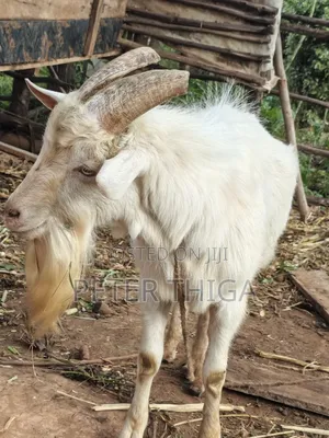 Dairy Goats