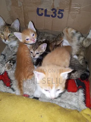 1-3 months Female Mixed Breed American Shorthair