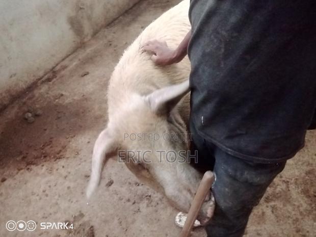 Pigs for Sale - thumbnail 2