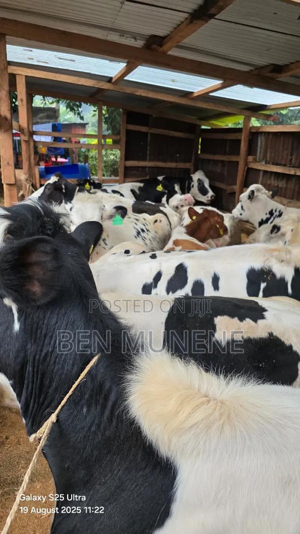 20 Bullying Heifers on Sale
