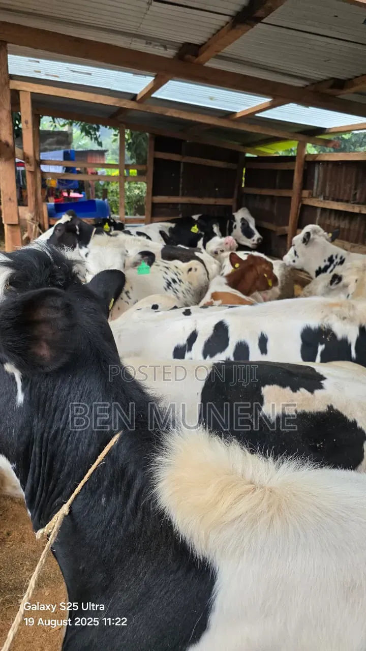 20 Bullying Heifers on Sale