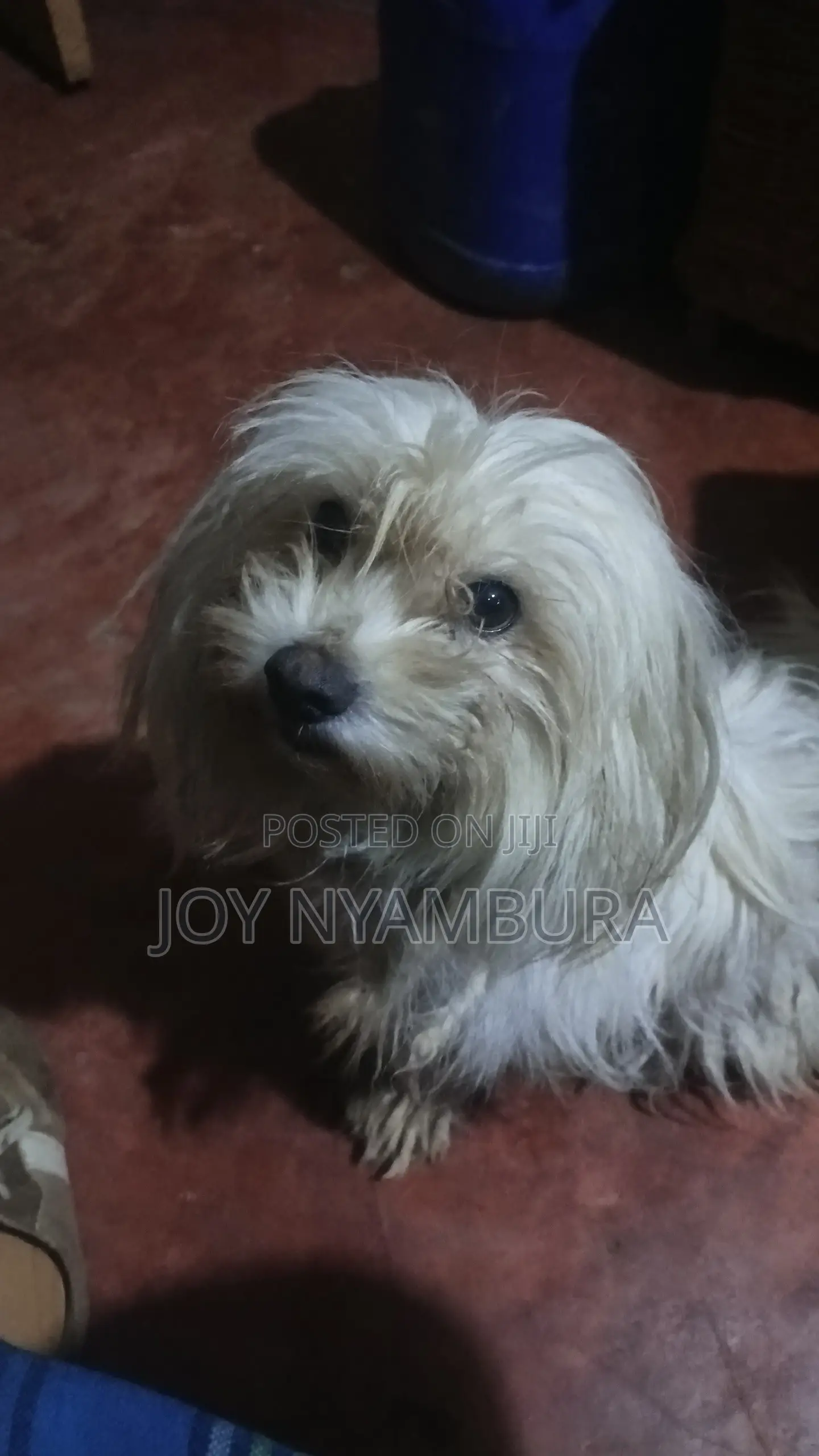 1+ year Female Purebred Havanese