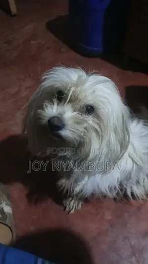 1+ year Female Purebred Havanese