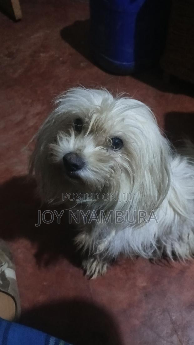 1+ year Female Purebred Havanese