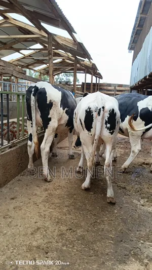 Super Giant Heifers