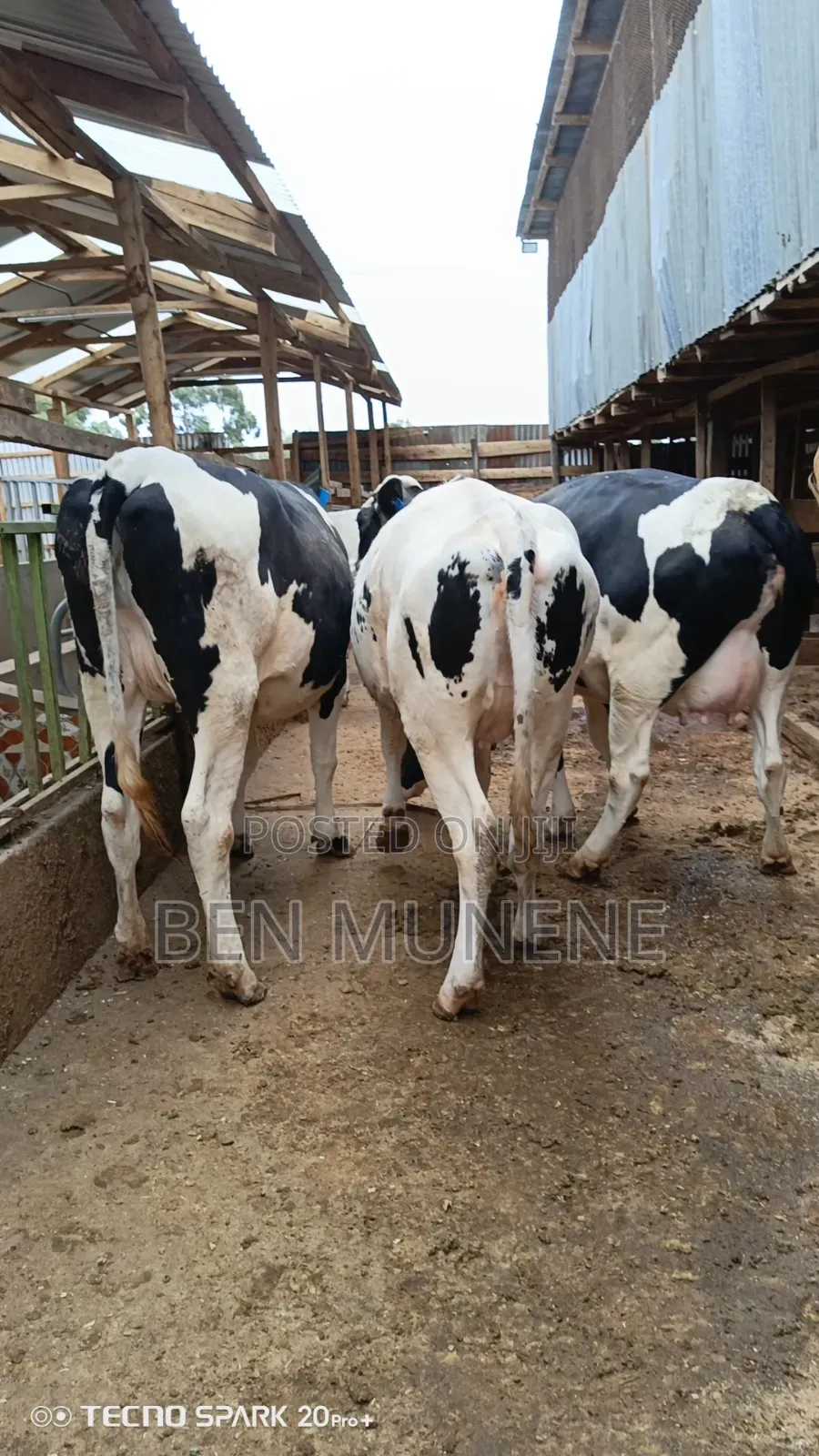 Super Giant Heifers
