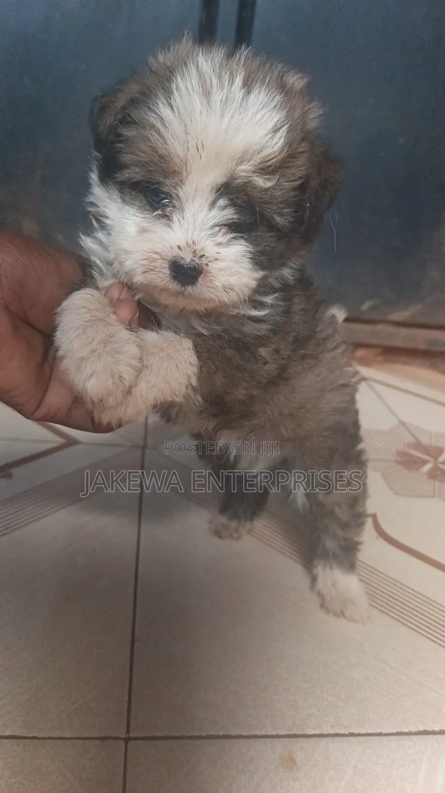 1-3 months Male Purebred Havanese
