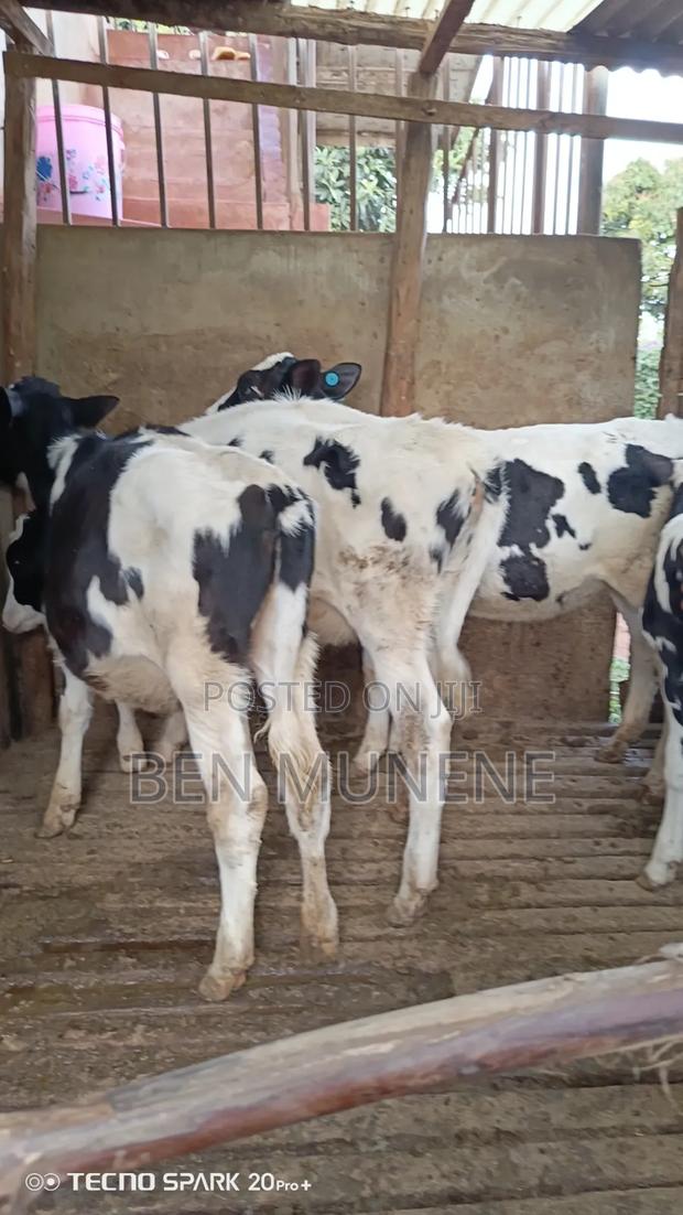 Young Calves