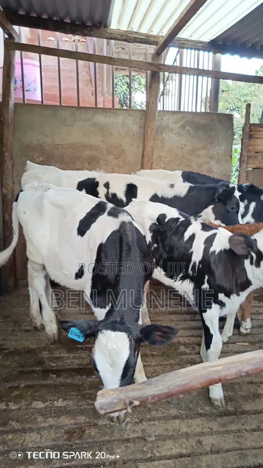 Young Calves